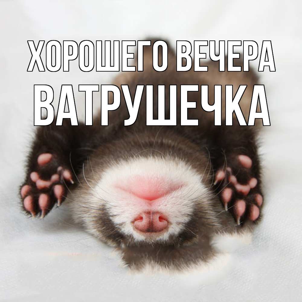 Открытка  для любимых и родных. ватрушечка, Хорошего вечера  