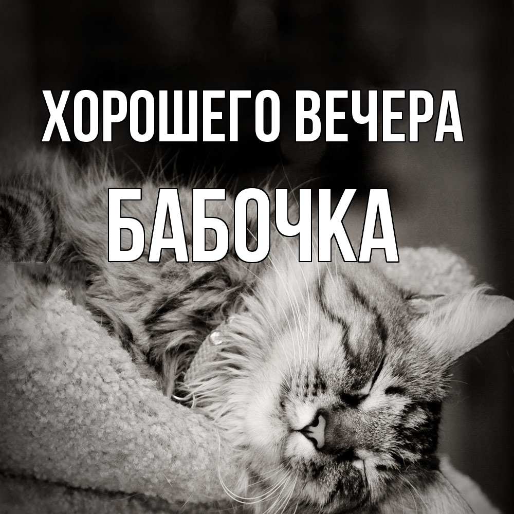 Открытка  для любимых и родных. бабочка, Хорошего вечера  