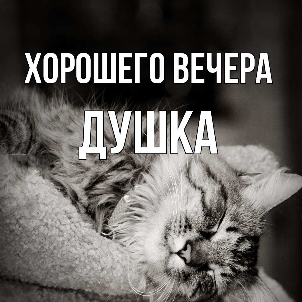 Открытка  для любимых и родных. душка, Хорошего вечера  