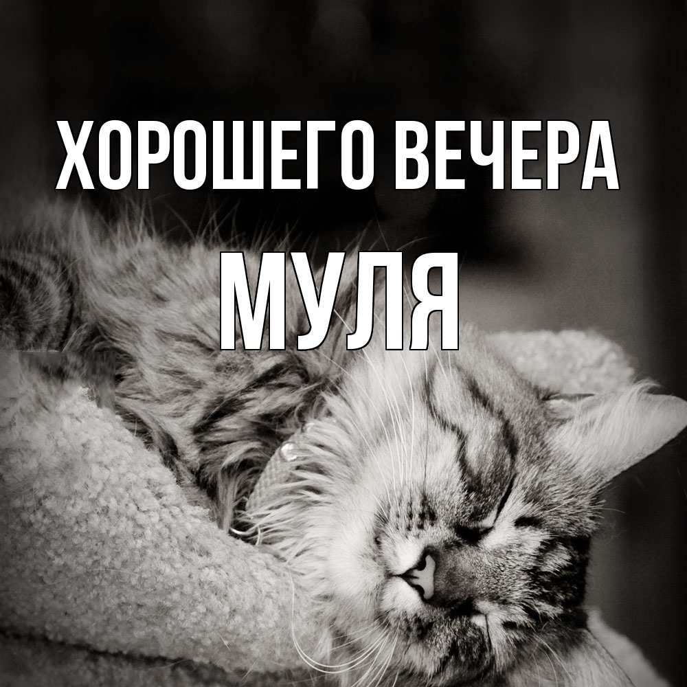 Картинка Хорошего вечера, муля
