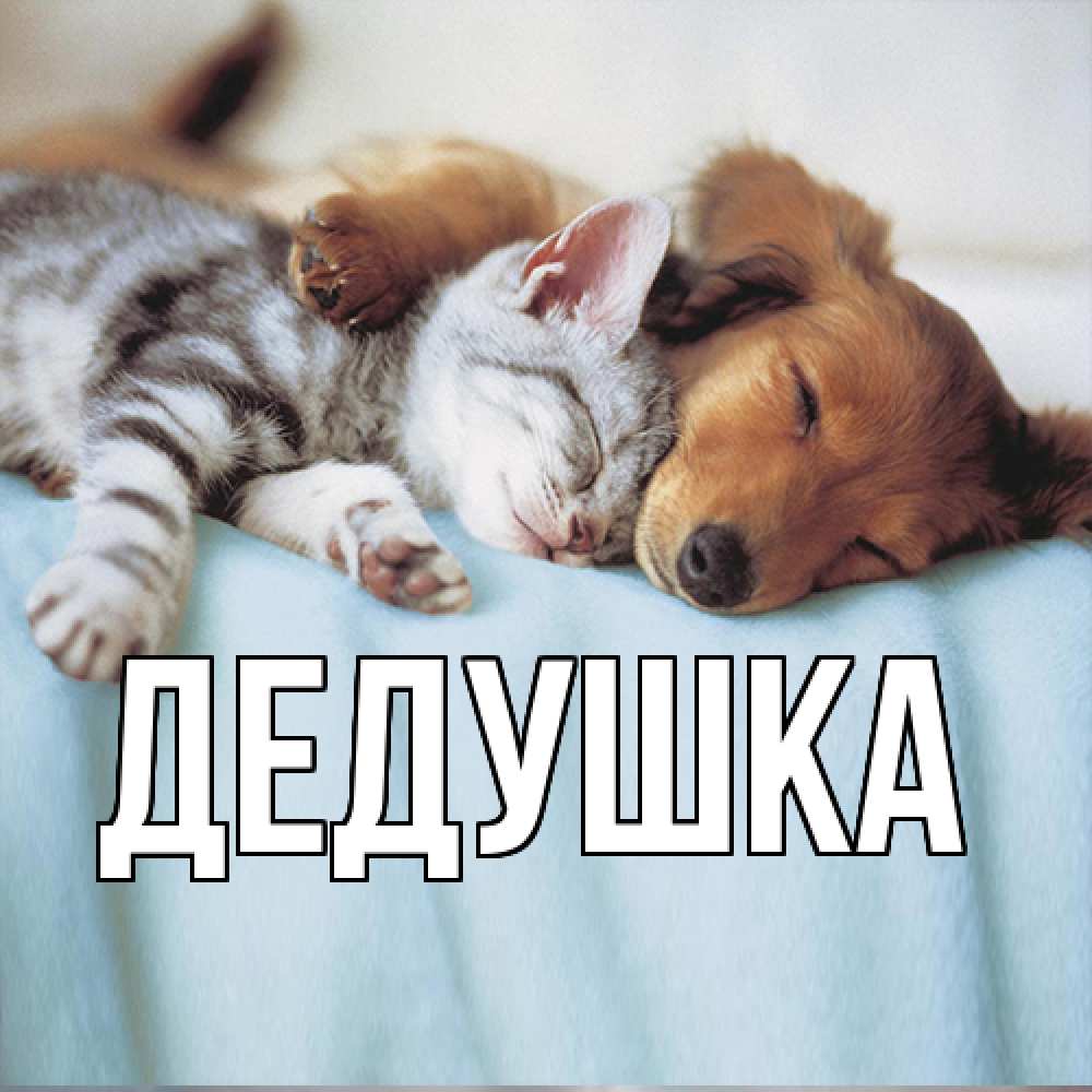 Открытка  для любимых и родных. Дедушка, Главная  