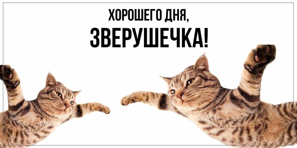 Открытка  для любимых и родных. зверушечка, Хорошего дня  